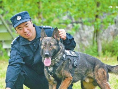 以警犬是什么品种的狗？（揭秘警犬的神秘身份及其训练方法）