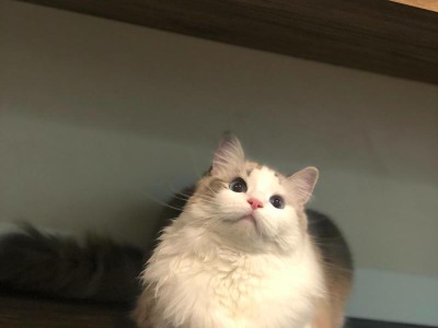如何给布偶猫进行高效的除蚤驱虫？