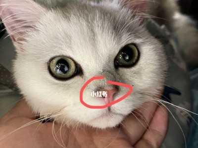 猫咪鼻干？宠物主人必读！（探究猫咪鼻子干燥的原因及应对方法，）