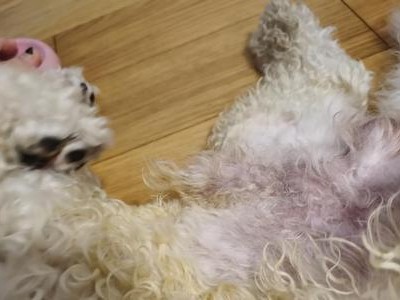 宠物狗月经后尿里有血丝是怎么回事？（了解狗的生理周期和疾病症状）