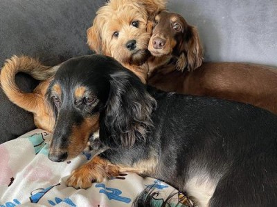 贵宾犬睡前的奇怪行为是健康的秘密（探索贵宾犬睡前6个奇怪行为的意义与好处）