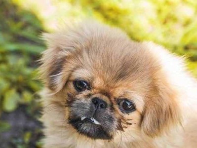 不建议你养京巴犬的原因（京巴犬的缺点太多，你需要了解）