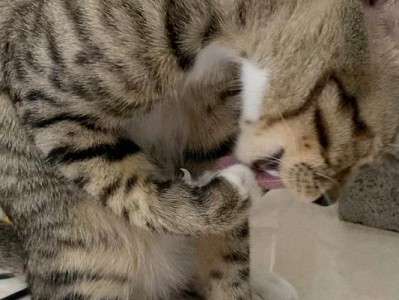 解决猫咪洗澡恐惧的有效方法（让你的猫咪洗澡不再是一场噩梦）