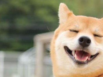 如何给你的宠物柴犬补钙（从食物到补品，教你如何让你的柴犬健康成长）