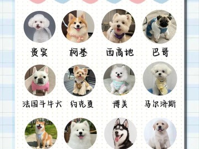 如何挑选一只“好狗”（选择优质狗狗，从这六个方面下手）