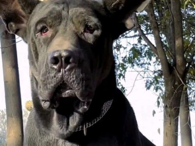黑狼犬的优势和好处（黑狼犬的性格特点和训练方法）