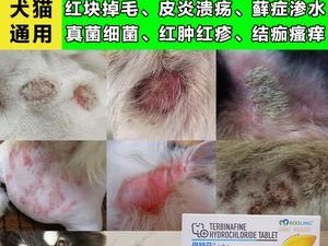 宠物狗狗如何预防皮肤病（关爱宠物，从皮肤开始；预防胜于治疗）
