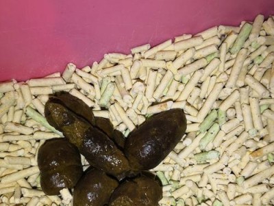 猫拉屎出现血丝的原因及预防措施（探索猫咪拉屎出现血丝的原因及如何保护它们的消化系统）