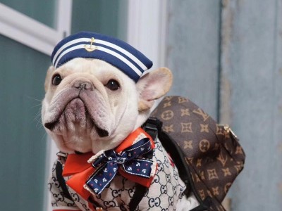 正确喂养法国斗牛犬，让它健康快乐成长（营养均衡的饮食计划，）