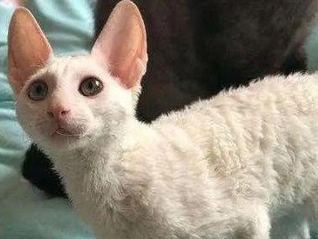 柯尼斯卷毛猫的饲养方法（了解柯尼斯卷毛猫的品种特点和饲养要点）