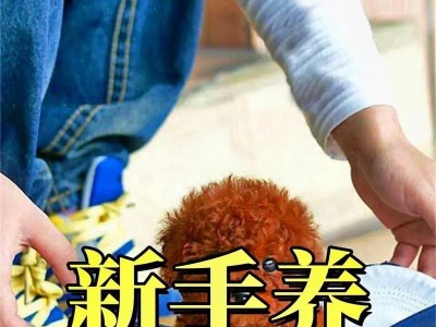 新手养狗，省钱也能幸福（养狗初心者必读，合理支出才能有质量生活）