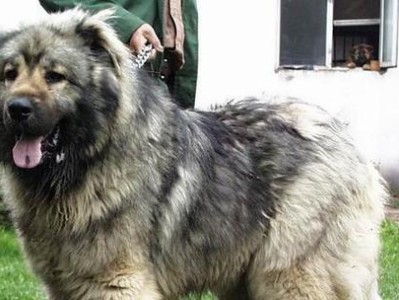 高加索犬的成长与特点（探究高加索犬的成长过程及生活习性）