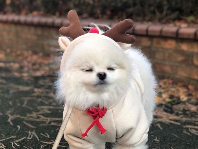 为什么博美成为众多主人心目中的“终极狗狗”？（探索博美独特魅力，解读“养了不想换”现象）
