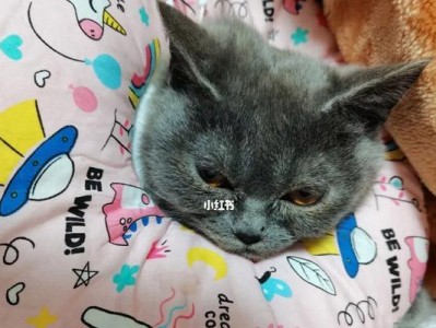 带小猫回家，如何照顾你的新宠物？（关爱小猫，从带回家开始）