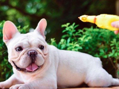 如何给斗牛犬梳理毛发？（从选购工具到正确梳理，让你的宠物毛发更健康光亮）
