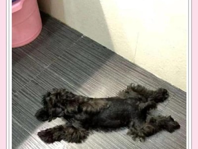 狗狗肾衰的症状及预防措施（了解肾衰竭是如何影响狗狗健康的，以及如何预防和治疗肾衰竭）