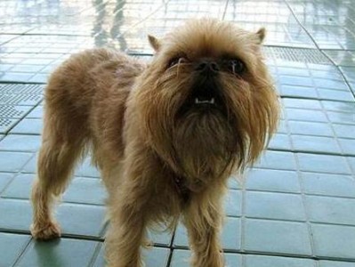 与哈巴狗相似的宠物犬品种（探寻适合家庭的温和可爱犬种）
