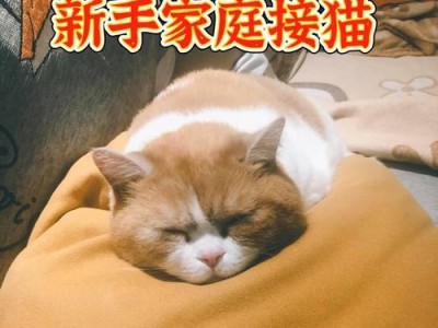 养猫必备的准备与知识（为拥有一只可爱的猫咪做好准备）