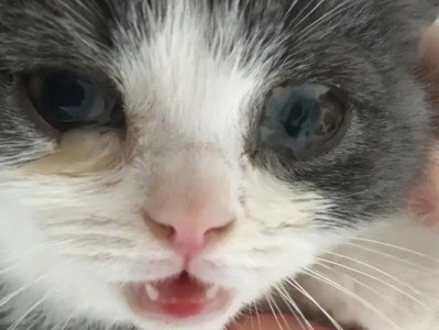 猫咪眼睛泪痕的成因及解决方法