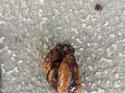 狗为什么选择拉屎的地方（探索狗拉屎行为的原因及其意义）