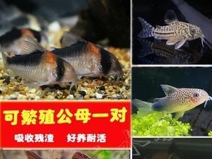 七彩吊的饲养方法（了解七彩吊的生态习性，科学饲养才能健康成长）