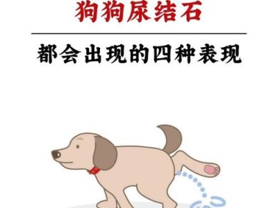 狗狗肾结石的检查手段与原因（了解狗狗肾结石的成因与检查方法）