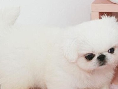 皇家御犬——京巴犬的选择、饲养与护理指南（尽享荣耀，细心呵护，京巴犬全面指南）