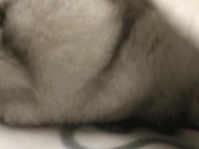 探索猫咪抑郁的表现及应对方法（了解猫咪情绪变化并给予适当关怀）