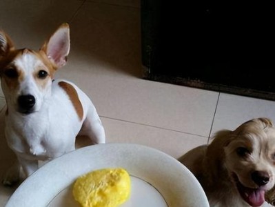 狗狗的饮食禁忌和幼犬饮食注意事项（宠物的饮食健康从小抓起）