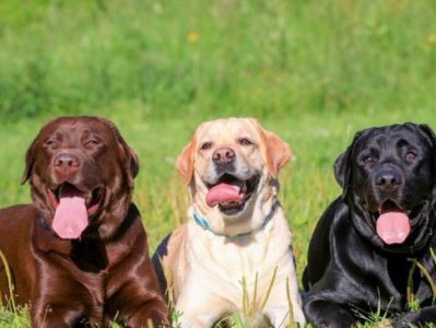 拉布拉多狗狗的家庭保护作用（以宠物为主的家庭安全防护机制）