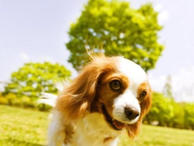 打工人养狗需谨慎！盘点贵族犬种（了解这些贵族狗种，避免养狗的后悔）