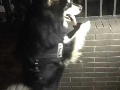 边境牧羊犬没胃口，可能的原因及解决方法（边牧没胃口的原因探究与解决方案）