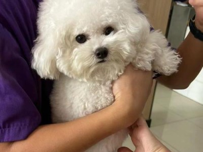 比熊为什么喜欢伸直后腿趴着睡觉？（揭秘比熊睡姿之谜，探寻背后的原因）