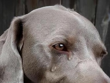 为什么以猴子为主题的文章需要上锁（探索动物保护与文化传承之间的关系）