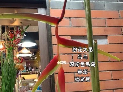 加拉帕哥斯锯尾吊的饲养方法（以宠物为主，打造理想的家居环境）