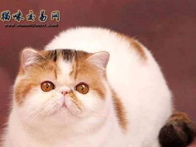 异国短毛猫饲养指南（了解如何照顾您的异国短毛猫，让它健康快乐地成长）