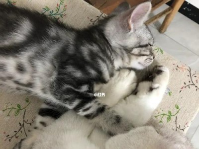 猫咪长大后为什么不再粘人？（探究猫咪成长后行为的变化与原因）