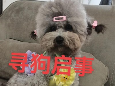 泰迪犬(泰迪犬)