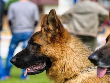 如何让你的德国牧羊犬毛发更加健康（宠物爱好者必读，关于德国牧羊犬护理的实用指南）