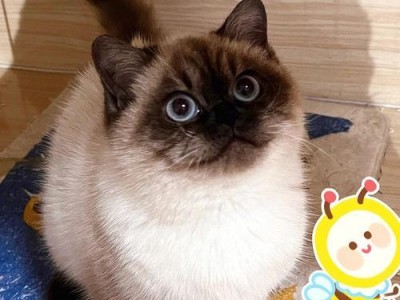 重点色短毛猫的饲养方法（以宠物为主，让爱的陪伴更完美）