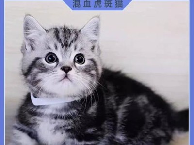 养一只健康活泼的美国短毛猫（专业的饲养技巧与经验分享，让你的猫咪健康成长）