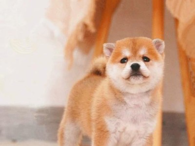为什么双血统证书的柴犬贵？（柴犬双血统证书的价值及是否值得购买）