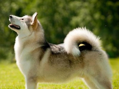 阿拉斯加犬（探索阿拉斯加犬独特的外貌和迷人的性格特点）