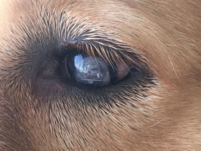 金毛犬眼睛上长毛的原因解析（揭秘金毛犬眼部毛发问题，关注宠物眼健康）