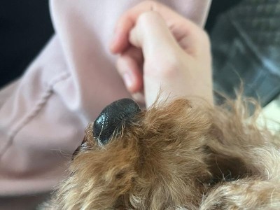 泰迪为何毛发不卷？（探究泰迪毛发卷曲性缺失的原因与特点）
