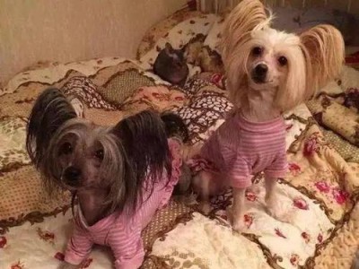 冠毛犬滥用抗生素的危害（以宠物为主，为何要谨慎使用抗生素？）