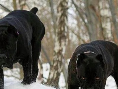 《如何科学养护卡斯罗犬》（从喂养到训练，全方位呵护你的犬宝宝）