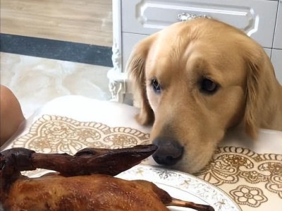 如何养好金毛犬（七个必备的养犬要点）