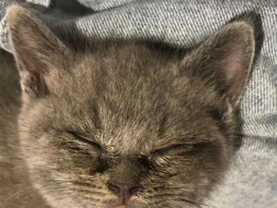 宠物猫猫的泪痕处理方法（让你的猫猫不再被泪痕困扰）