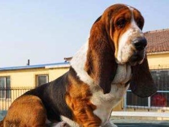 探索以巴吉度犬（揭秘以巴吉度犬的魅力与特点）